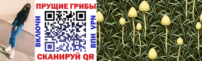 Галлюциногенные грибы прущие грибы  купить   Красноуфимск 